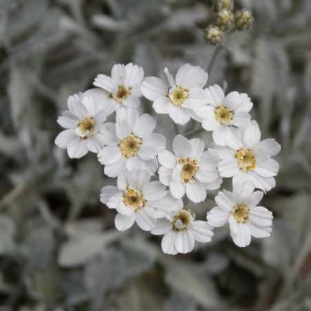 Achillée couvre sol