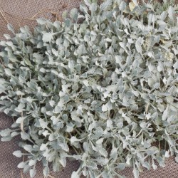 Achillée couvre sol