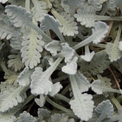 Achillée couvre sol