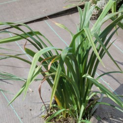 Hémérocalle 'Chicago Apache'