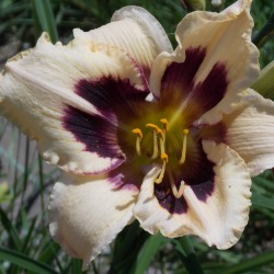Hémérocalle 'Moonlight Masquerade'