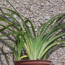 Hémérocalle 'Kwanso Flore Pleno'