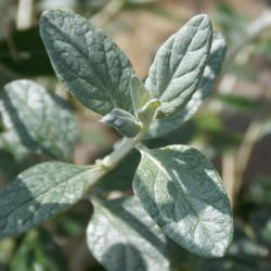 Germandrée arbustive