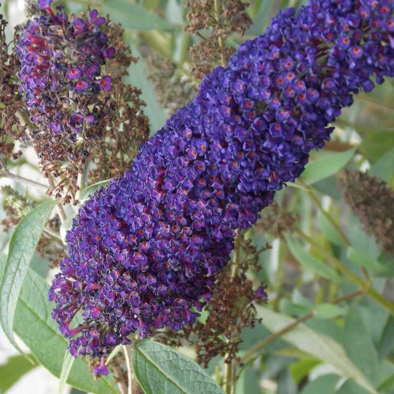 Arbre à papillon 'Black Night'