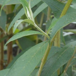 Arbre à papillon 'Black Night'