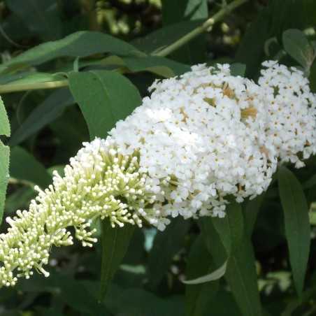 Arbre à papillon 'White Bouquet'