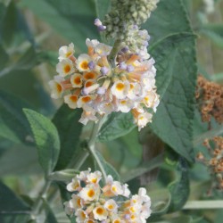 Arbre à papillon 'Moonlight'