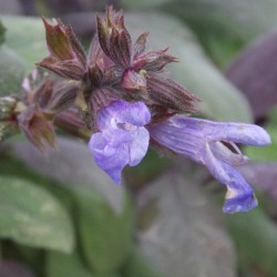 Sauge officinale 'Purpurascens'