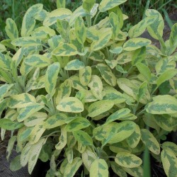 Sauge officinale 'Icterina'
