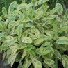 Sauge officinale 'Icterina'