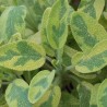 Sauge officinale 'Icterina'