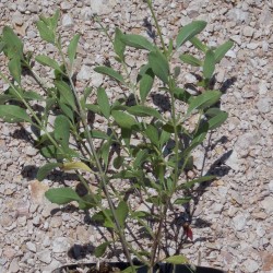 Sauge arbustive 'Shell Dancer'