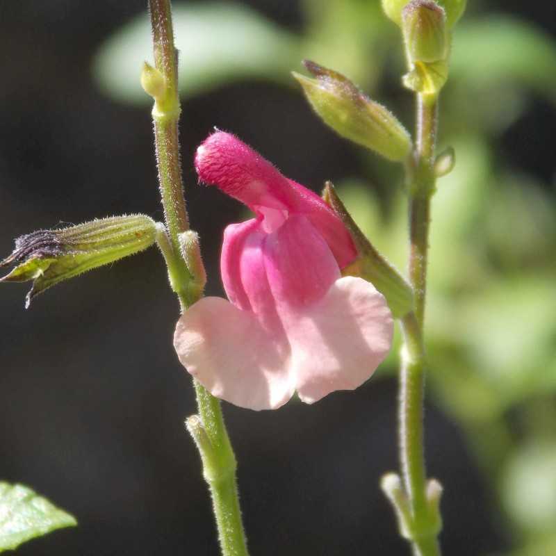 Sauge arbustive 'Shell Dancer'