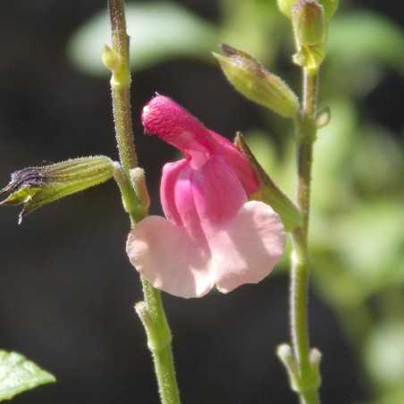 Sauge arbustive 'Shell Dancer'