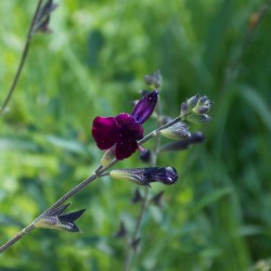 Sauge arbustive 'Papillon de nuit'