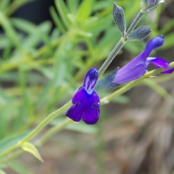 Sauge arbustive violette