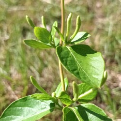 Chèvrefeuille des bois