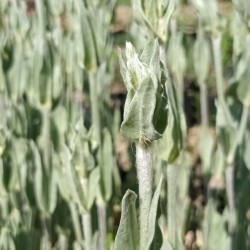 Coquelourde des jardins