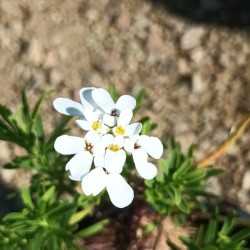 Corbeille d'argent