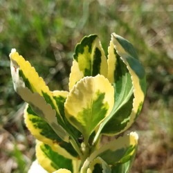 Fusain panaché 'Bravo'