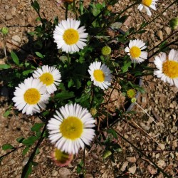 Vergerette des murailles