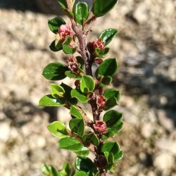 Cotoneaster rampant à petites feuilles