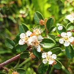 Cotoneaster de Diels