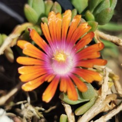 Delosperma 'Fileur de Feu'