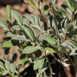 Centaurée élégante