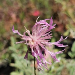 Centaurée élégante