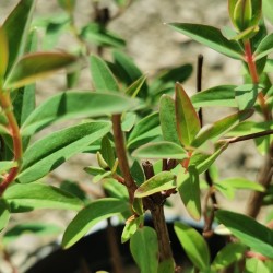 Millepertuis arbustif