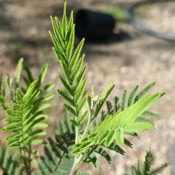 Mimosa d'hiver