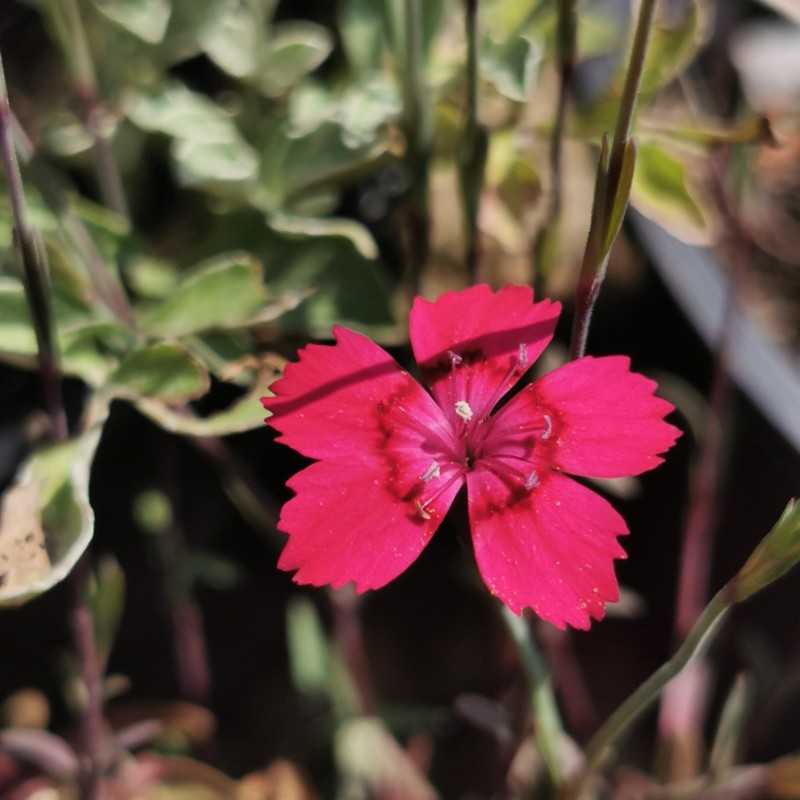 Oeillet à delta 'Flashing Light'