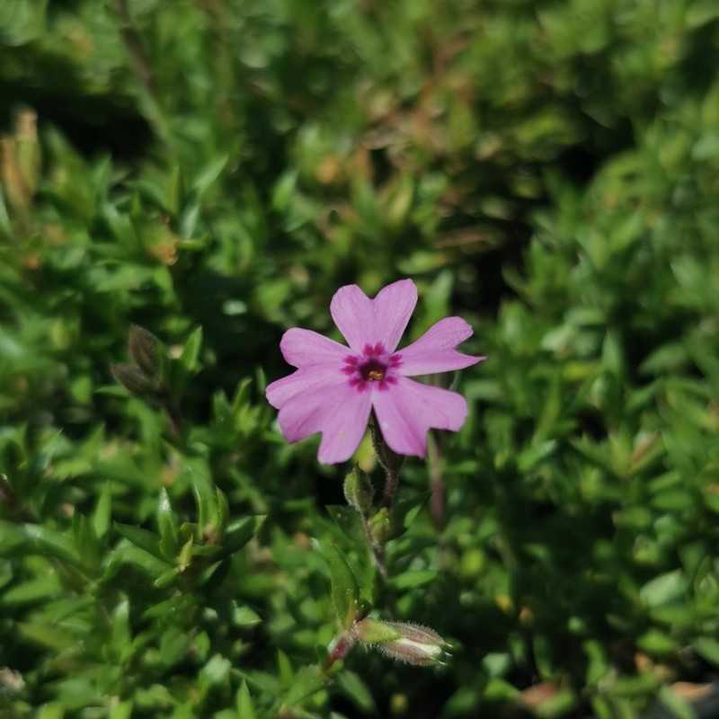 Phlox rampant rose 'Fort Hill'