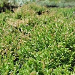 Phlox rampant rose 'Fort Hill'