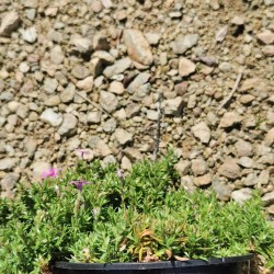 Phlox rampant rose 'Fort Hill'