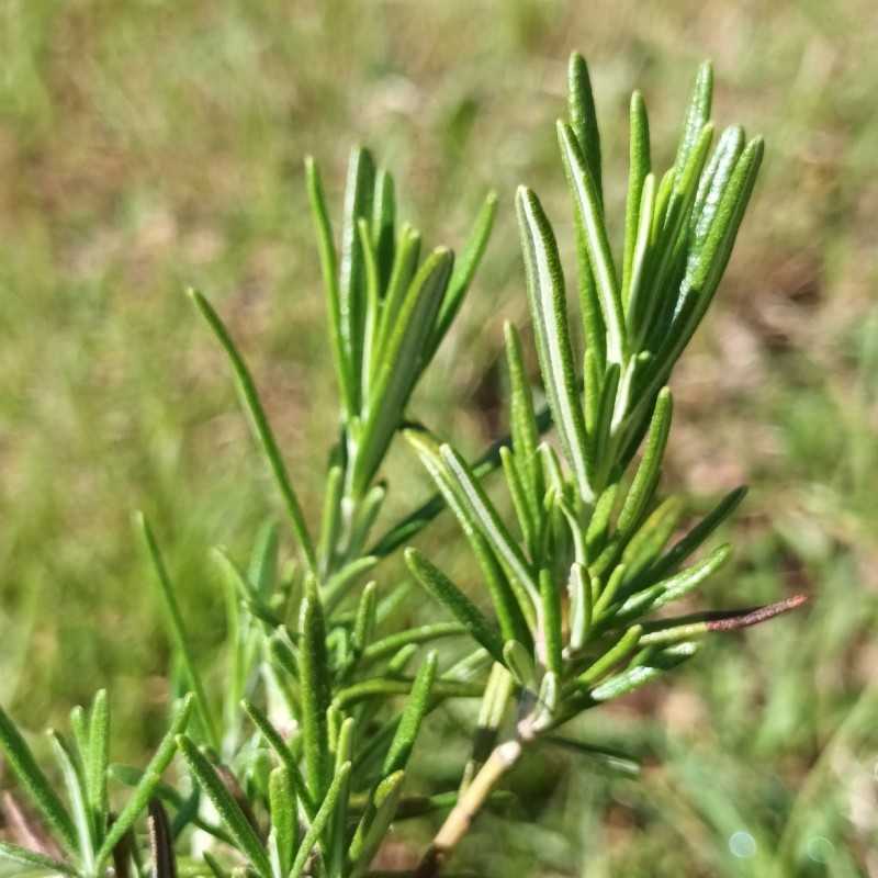 Romarin officinal