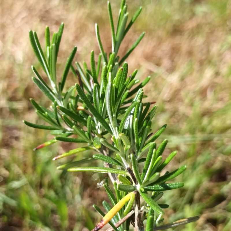 Romarin rampant 'Repens'