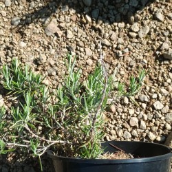 Romarin rampant 'Repens'