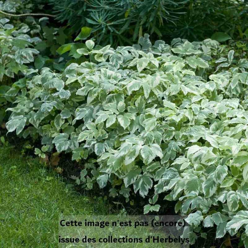 Herbe aux goutteux panachée