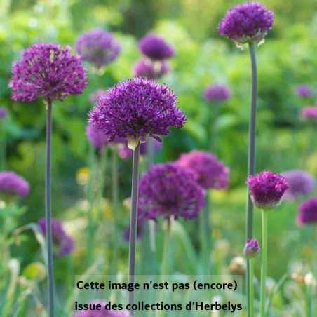 Allium Purple Sensation