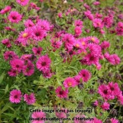 Aster nain d'automne Jenny