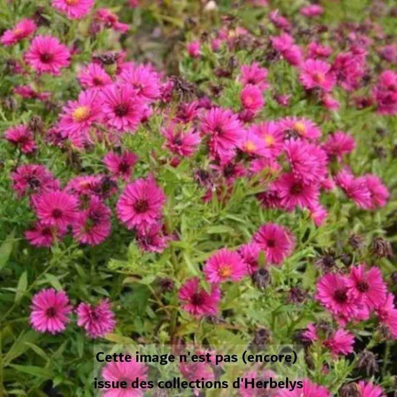 Aster nain d'automne Jenny