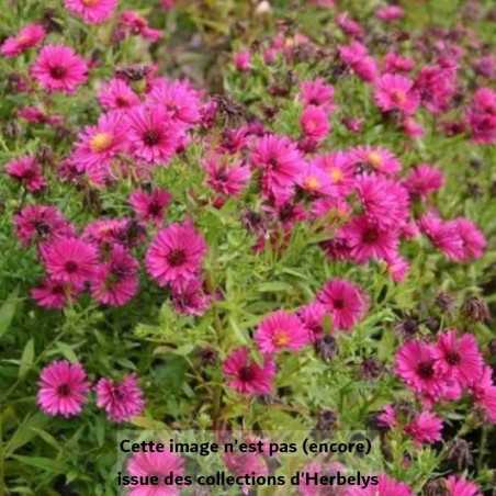 Aster nain d'automne Jenny