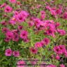 Aster nain d'automne Jenny
