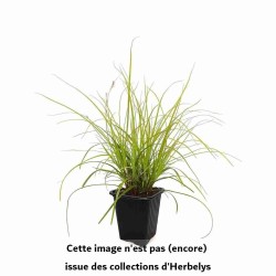 Laîche oshimensis Everillo