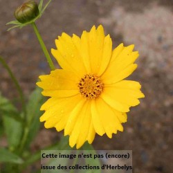 Oeil de jeune fille à grande fleurs