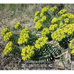 Euphorbe de Corse