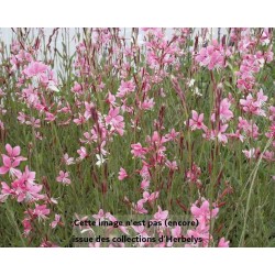 Gaura de Lindheimer
