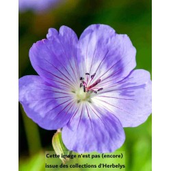 Geranium Rozanne Gerwat